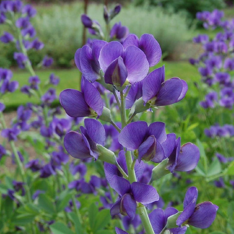 Blue False Indigo - Shipped