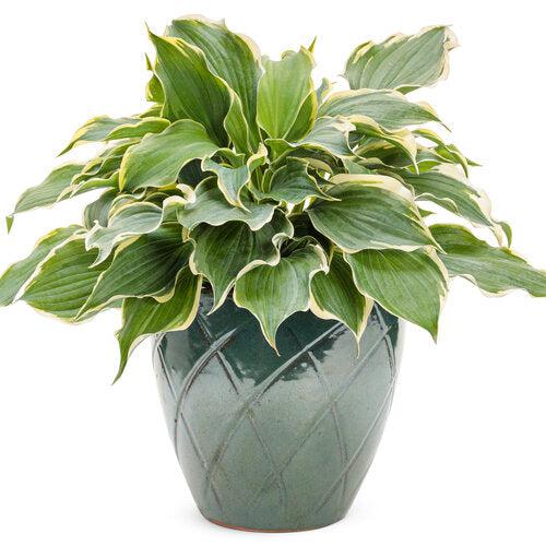Hosta 'Hope Springs Eternal' PP33,266  - PW® Shadowland® Hope Springs Eternal Hosta - Shipped