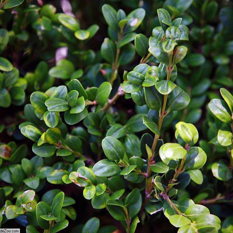 Winter Gem Boxwood - Shipped