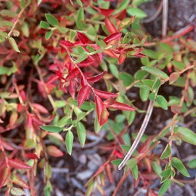 Vaccinium angustifolium 'Burgundy'  - Burgundy Lowbush Blueberry - Shipped