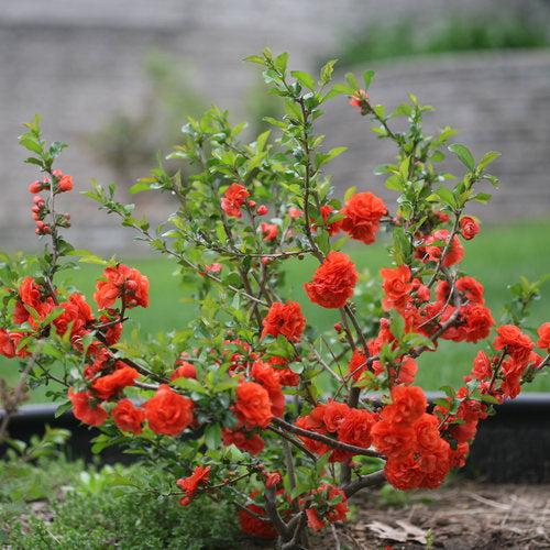PW® Double Take™ Orange Flowering Quince - Shipped