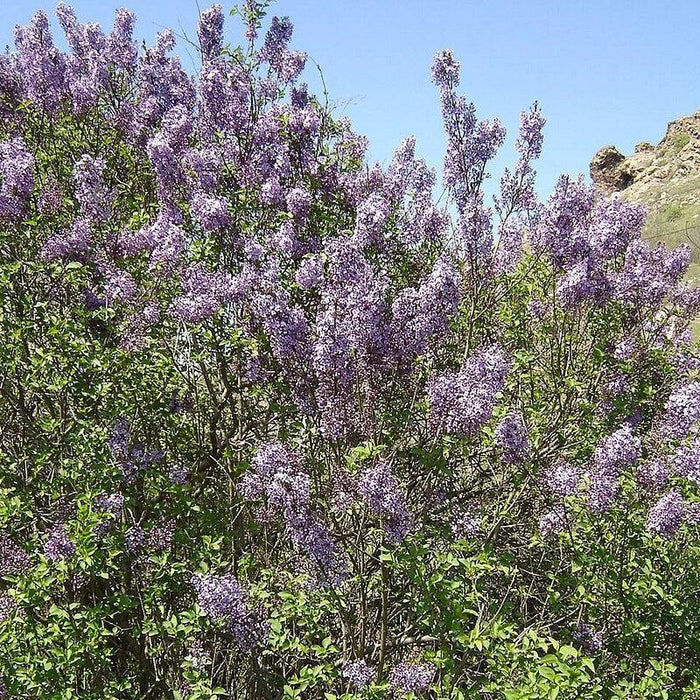 Syringa vulgaris  - Common Lilac, Purple - Shipped