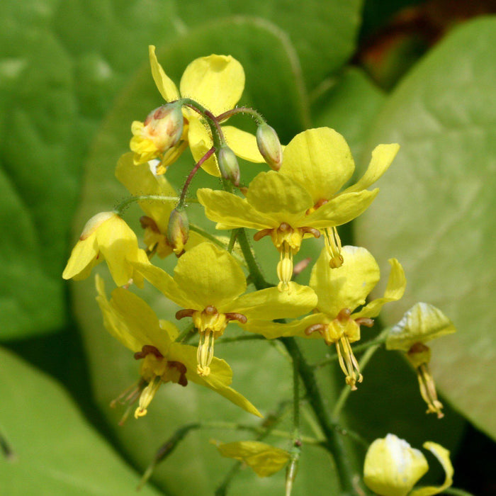 Epimedium x perralchicum 'Frohnleiten'  - Frohnleiten Barrenwort, Bishop's Hat - Shipped
