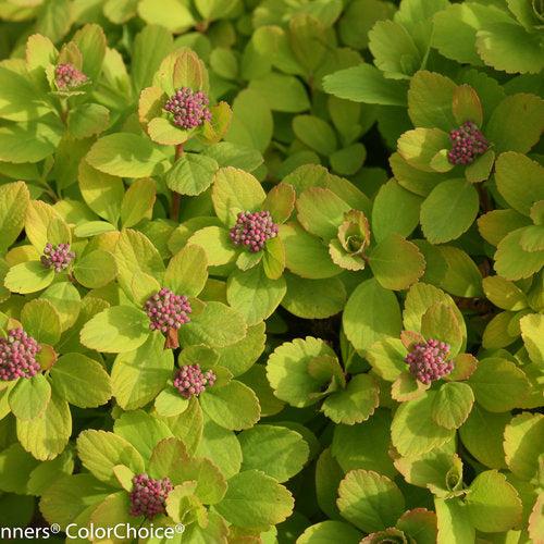 Glow Girl® Birchleaf Spirea - Shipped