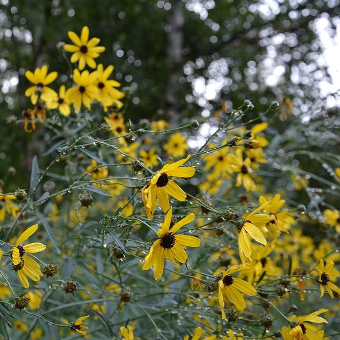 Coreopsis tripteris 'Gold Standard'  - Gold Standard Tall Tickseed - Shipped