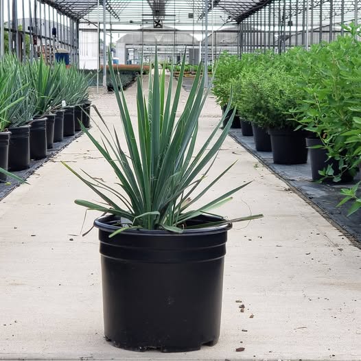 Excalibur Yucca - Shipped