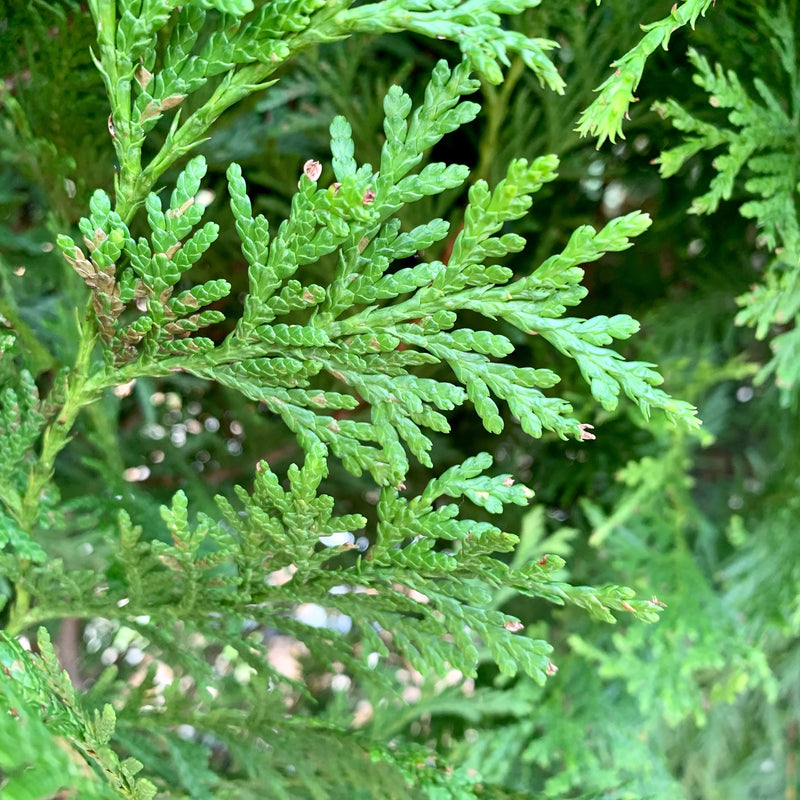 Green Giant Arborvitae - Shipped
