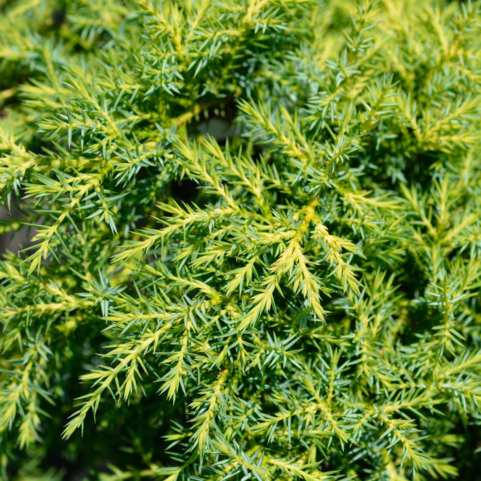 Juniperus chinensis 'Gold Star'  - Gold Star Juniper - Shipped