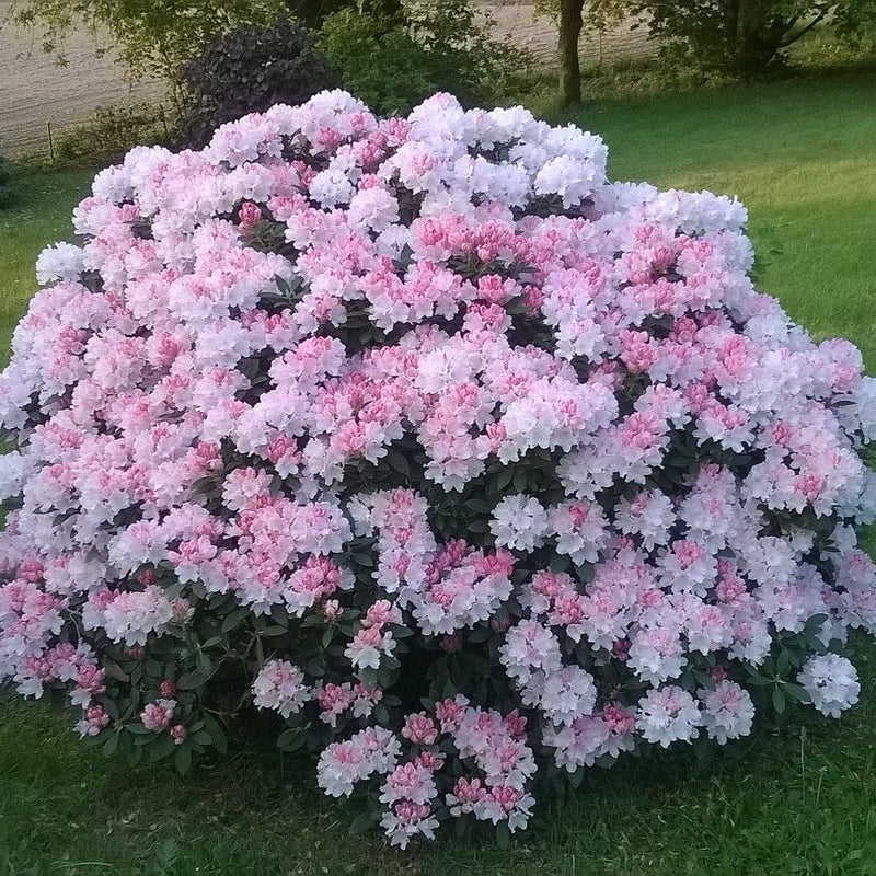 Percy Wiseman Rhododendron - Shipped