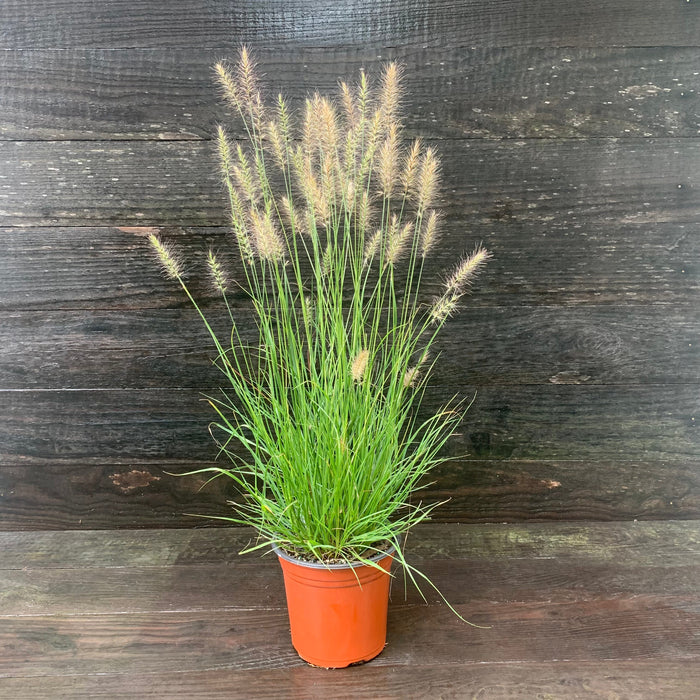 Pennisetum alopecuroides 'Hameln  - Hameln Fountain Grass - Shipped