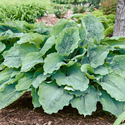 Hosta 'Diamond Lake' PP30769  - PW® Shadowland® Diamond Lake Hosta - Shipped