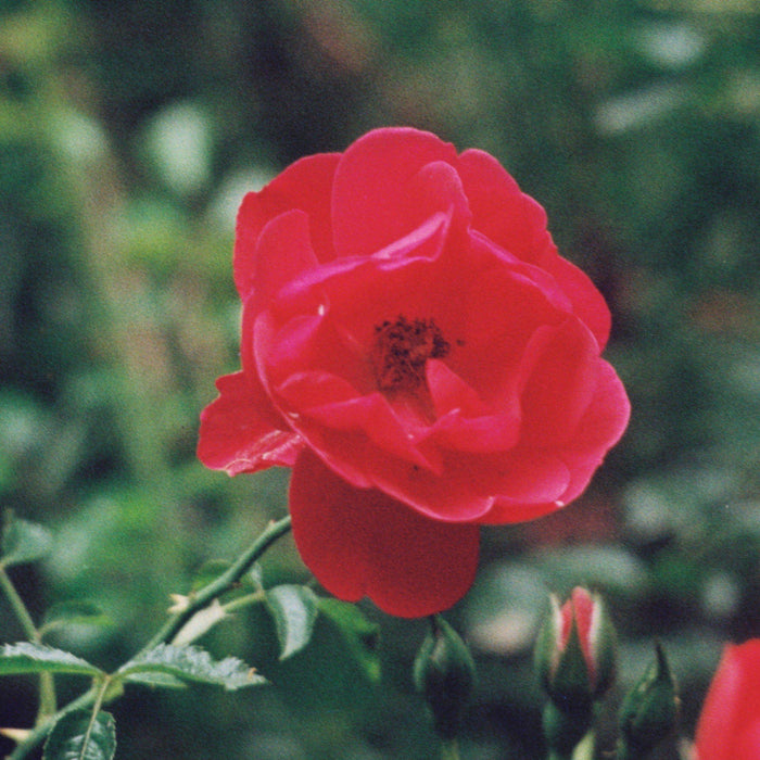 Flower Carpet® Red Rose - Shipped