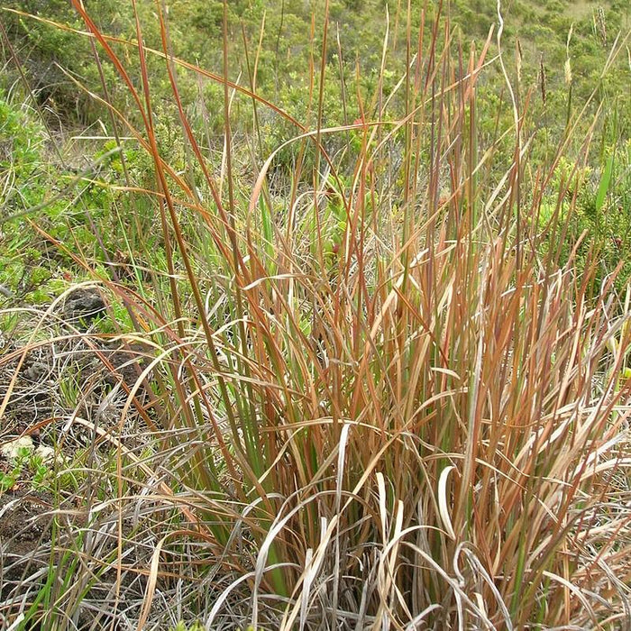 Andropogon virginicus  - Broomsedge, Yellow Bluestem - Shipped
