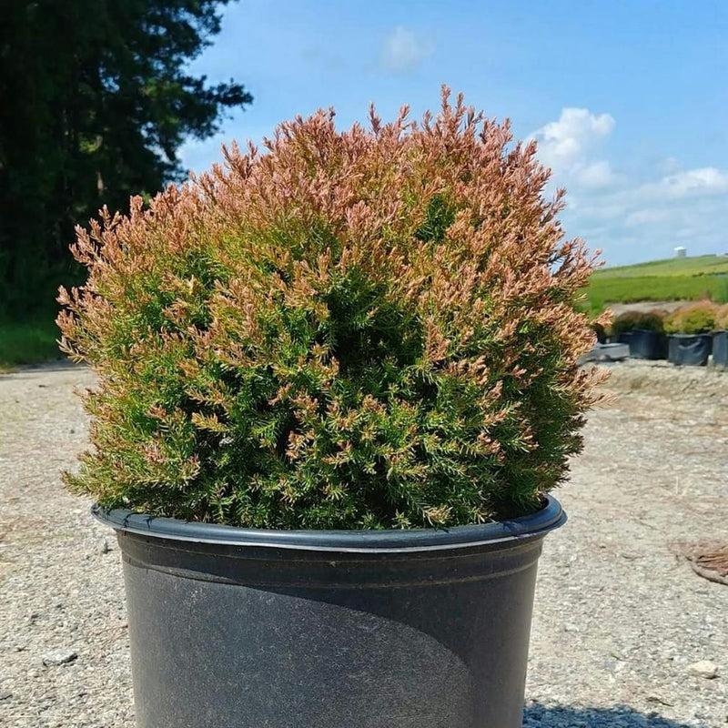 Thuja occ. Fire Chief™ - Shipped