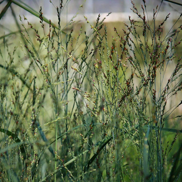 Panicum virgatum 'Heavy Metal'  - Heavy Metal Switch Grass - Shipped
