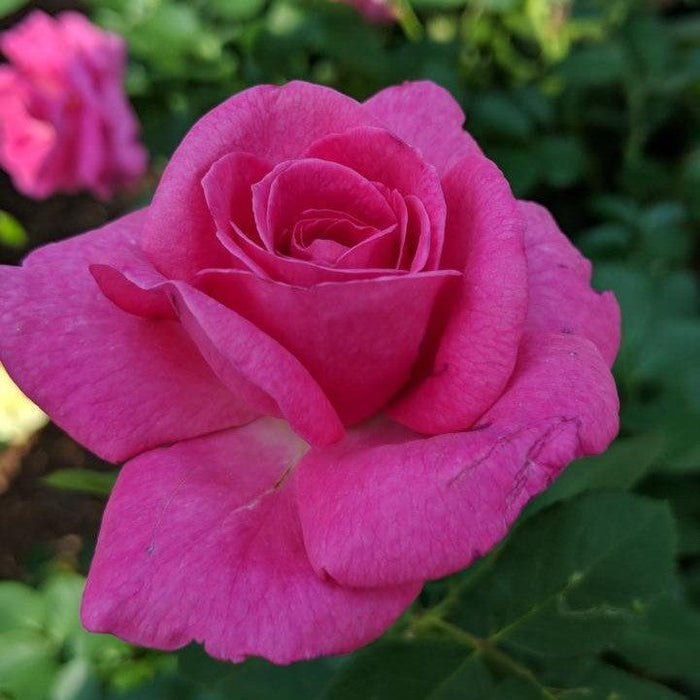 Rosa 'LIMkiss'  - True Bloom™ True Gratitude™ Rose - Shipped