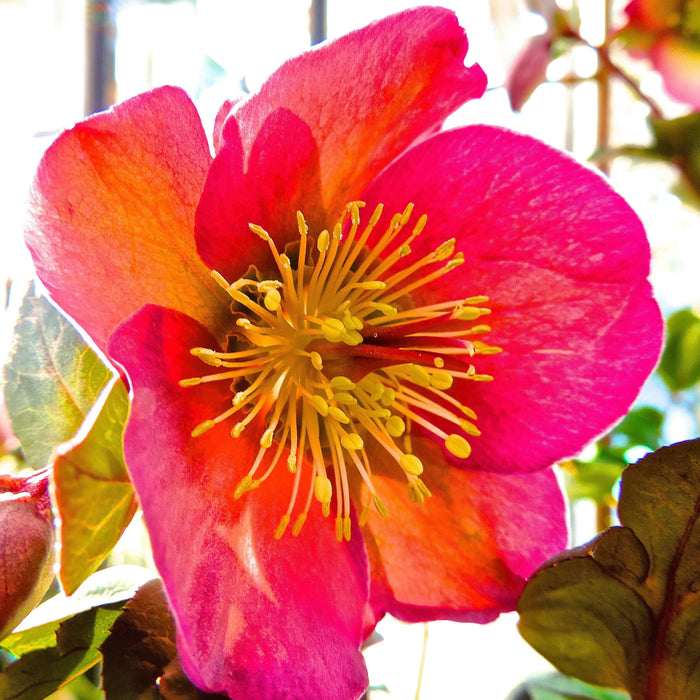 Helleborus x hybridus 'ABCRD01'  - FrostKiss™ Penny's Pink® Lenten Rose - Shipped