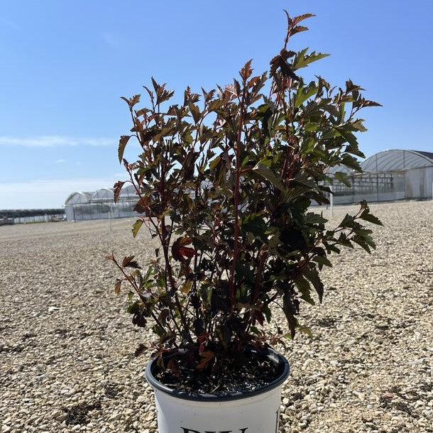 Summer Wine® Ninebark - Shipped