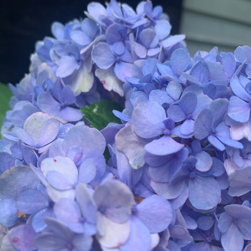 Nikko Blue Hydrangea - Shipped