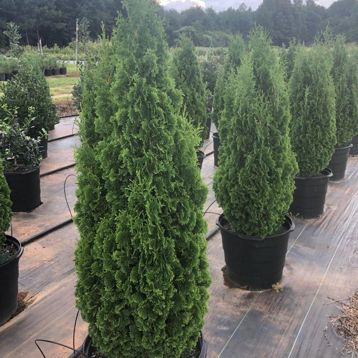 Thuja occidentalis 'Smaragd'  - Emerald Green Arborvitae - Shipped