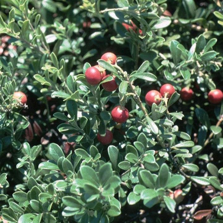 Massachusetts Bearberry - Shipped
