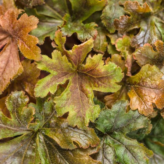 Heuchera 'Hopscotch'  - PW® Fun and Games® Hopscotch Coral Bells - Shipped