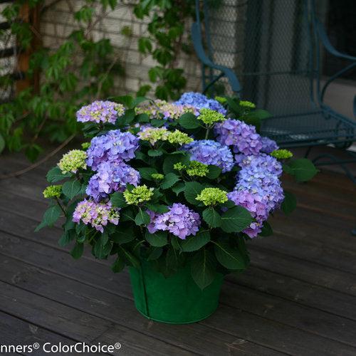 Let's Dance® Rhythmic Blue® Hydrangea - Shipped