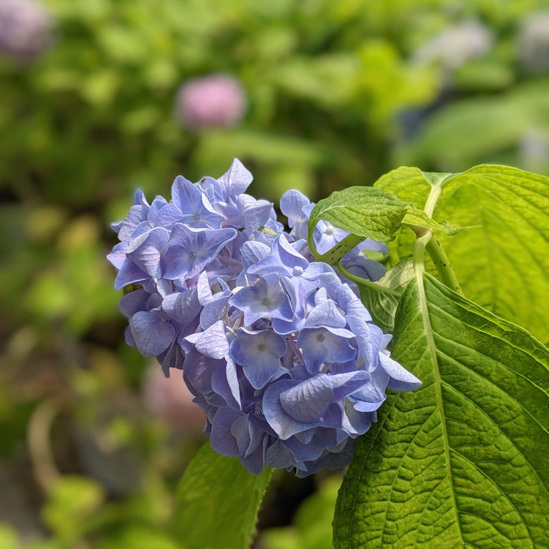 Nikko Blue Hydrangea - Shipped