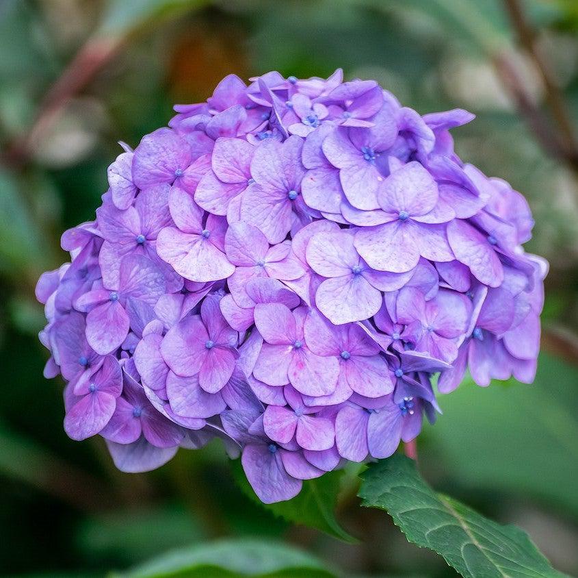 Endless Summer® The Original Hydrangea - Shipped — The Gardeners