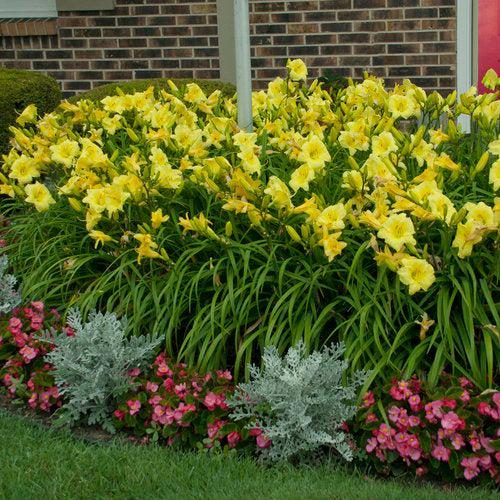 Rainbow Rhythm® Going Bananas Daylily - Shipped