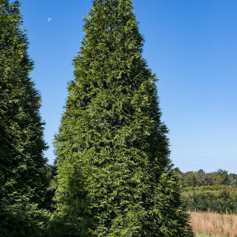 Green Giant Arborvitae - Shipped