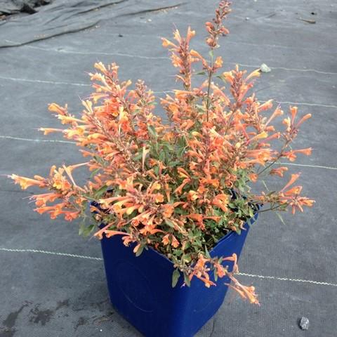 Agastache ‘Kudos Mandarin’  - Kudos™ Mandarin Hummingbird Mint, Hyssop - Shipped