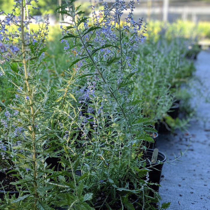 Perovskia atriplicifolia  - Russian Sage - Shipped