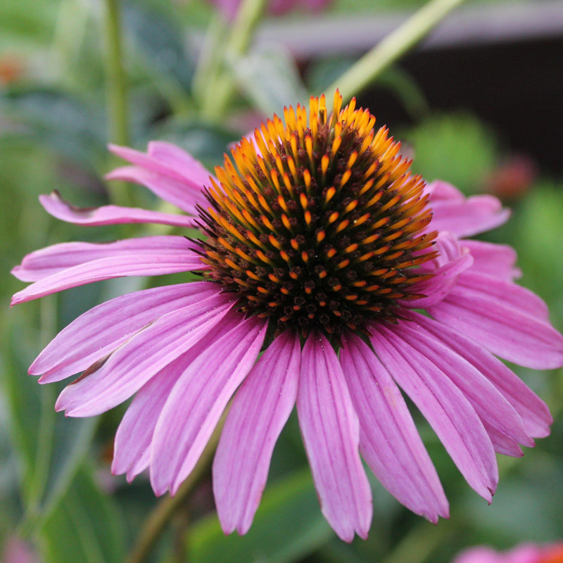 Magnus Echinacea, Coneflower - Shipped