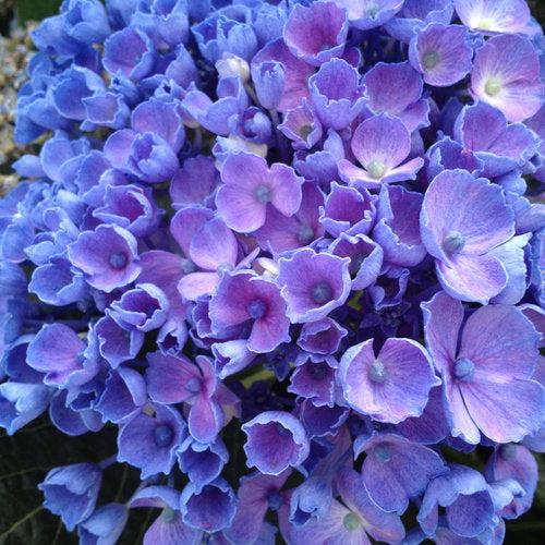 Let's Dance® Rhythmic Blue® Hydrangea - Shipped