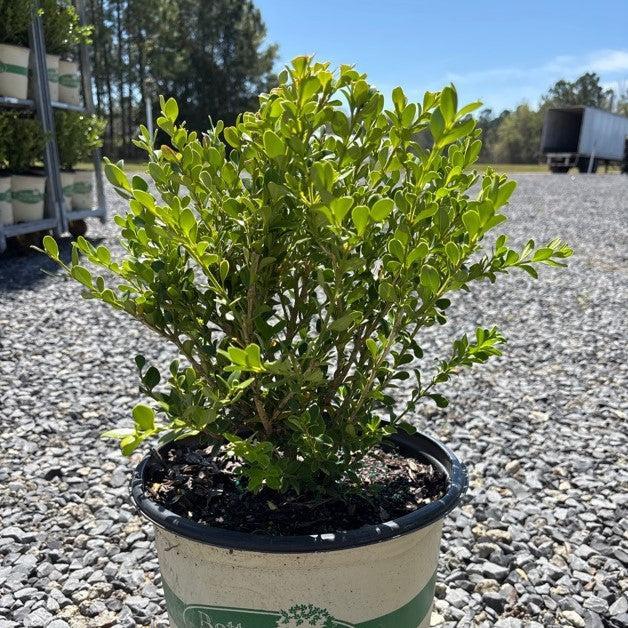 Buxus 'HER2010B04’ PP32273  - BetterBoxwood® Babylon Beauty™ Boxwood - Shipped