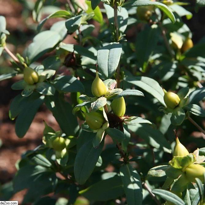 Sunburst St. John's Wort - Shipped