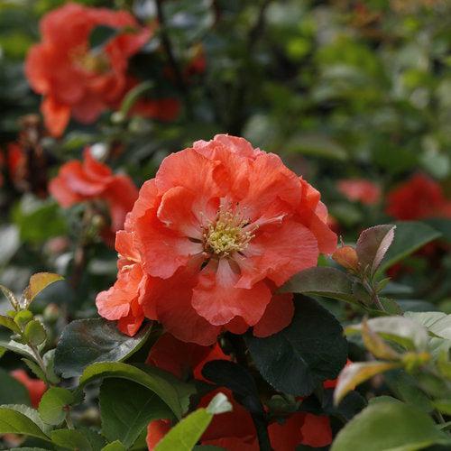 PW® Double Take™ Peach Flowering Quince - Shipped