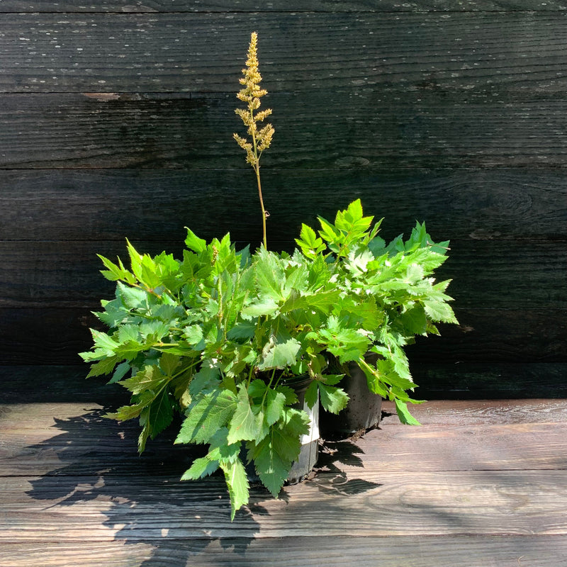 Visions Chinese Astilbe, False Goat's Beard - Shipped