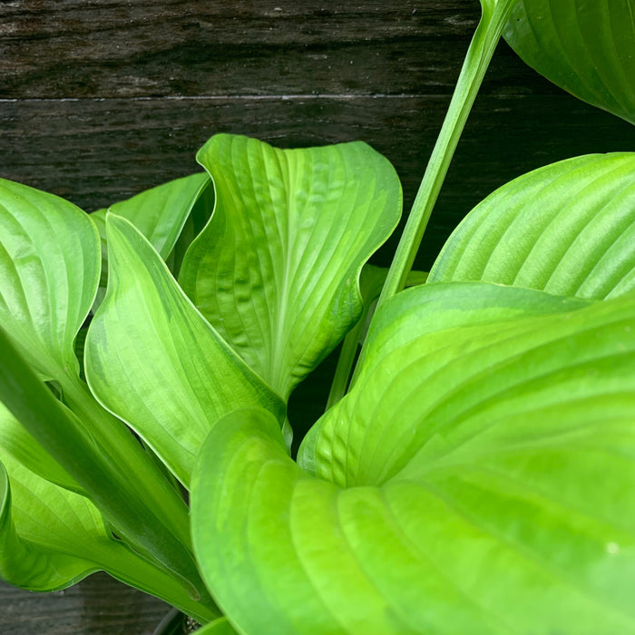 Hosta 'Guacamole'  - Guacamole Hosta - Shipped