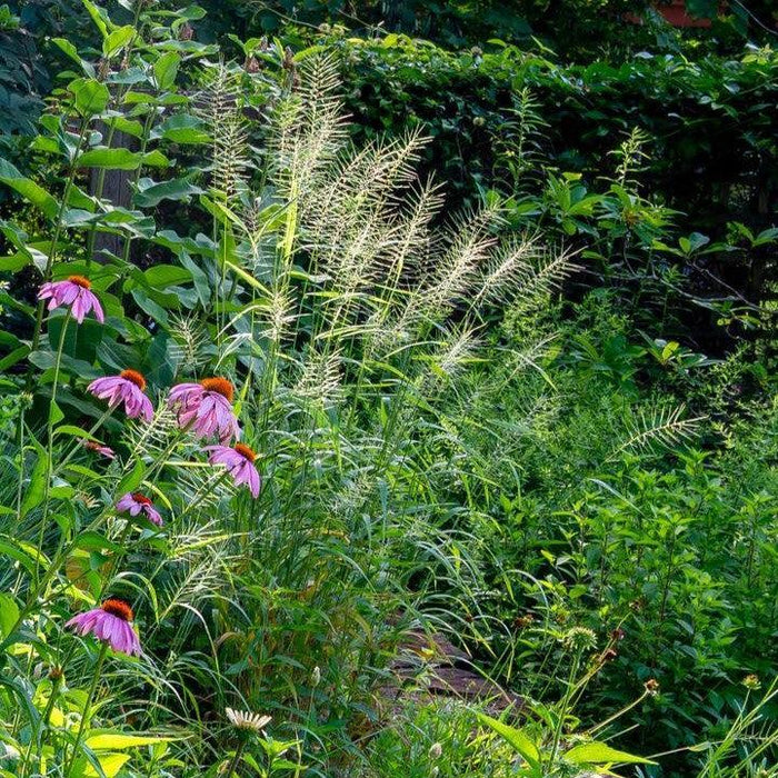Elymus hystrix  - Bottlebrush Grass - Shipped