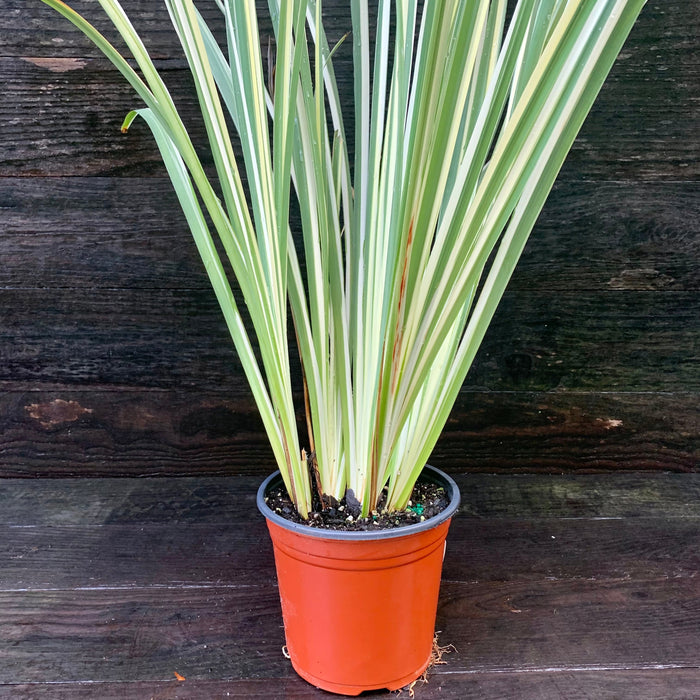 Iris ensata 'Variegata'  - Variegated Japanese Iris - Shipped
