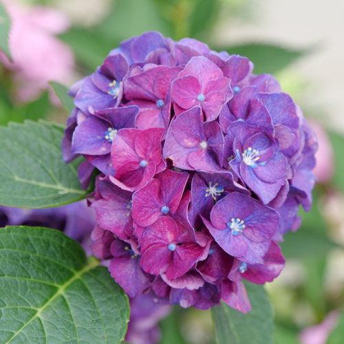 Wee Bit Grumpy® Hydrangea - Shipped