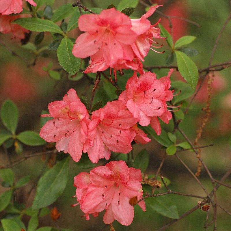 Blaauw's Pink Azalea - Shipped