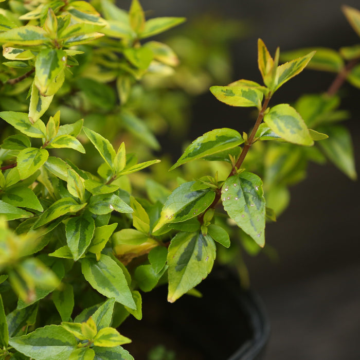 Abelia x grandiflora 'Kaleidoscope'  - Kaleidoscope Abelia - Shipped
