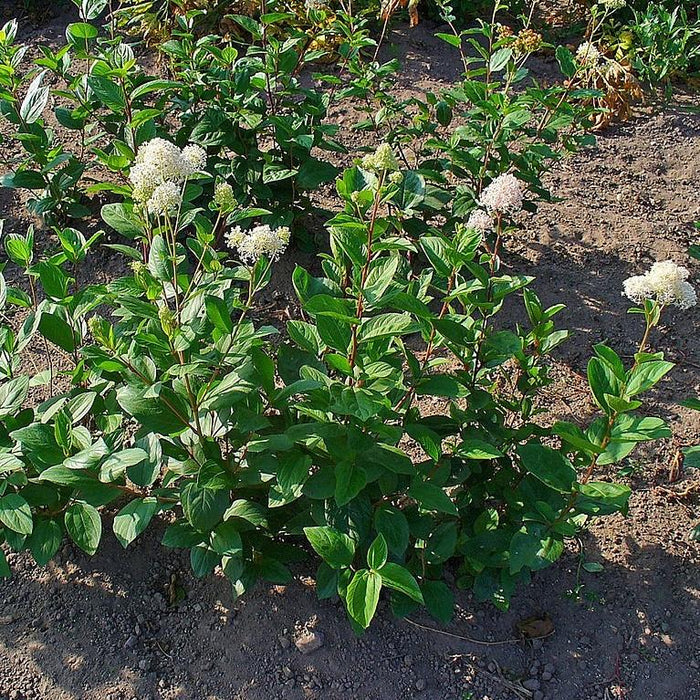Ceanothus americanus  - New Jersey Tea - Shipped