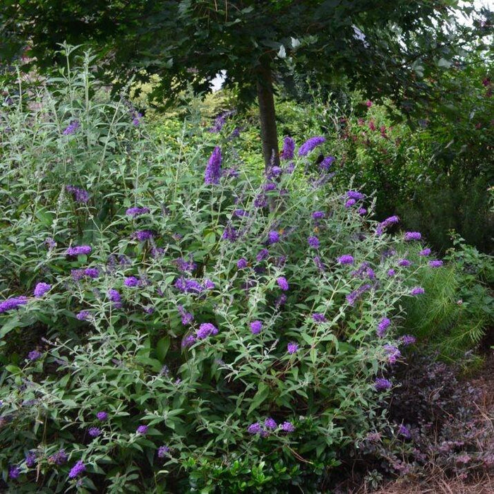 Buddleia davidii 'PIIBD-I' PP26,305  - First Editions® Groovy Grape™ Butterfly Bush - Shipped