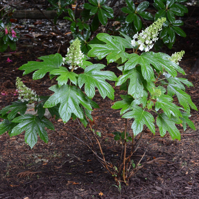 Hydrangea quercifolia 'Alice'  - Alice Oakleaf Hydrangea - Shipped