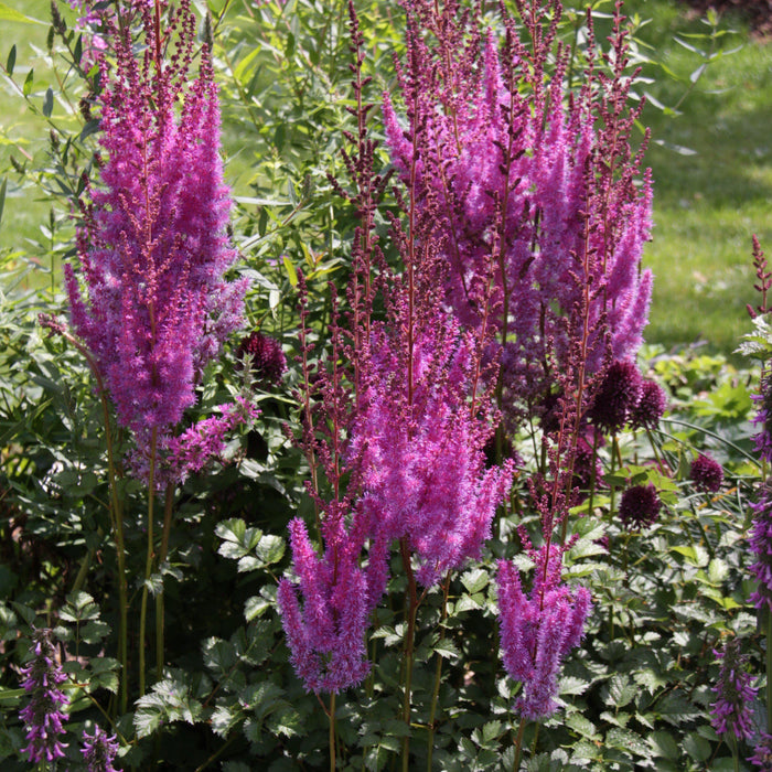 Astilbe chinensis 'Purpurkerze'  - Purple Candles Chinese Astilbe - Shipped