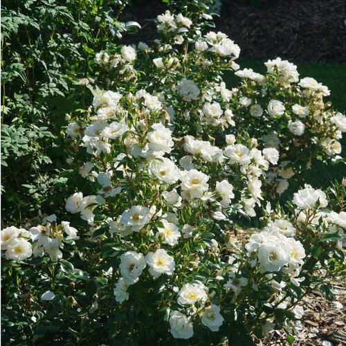 Rosa 'Bozmillwin' PP28197   - PW® Color Choice® Oso Easy Ice Bay® Rose - Shipped